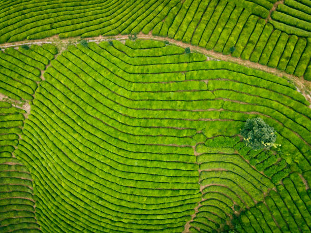 istock Aerial view of tea field 1342188294