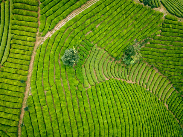 istock Aerial view of tea field 1342188295