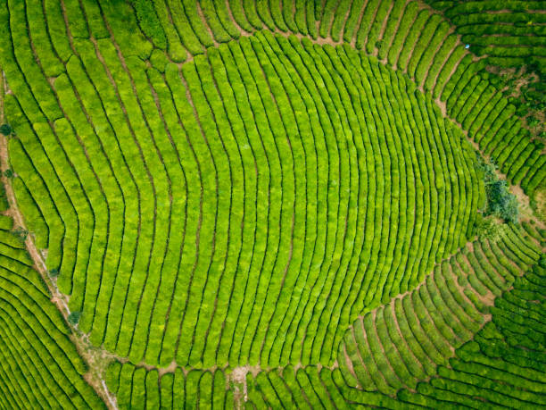 istock Aerial view of tea field 1342188351