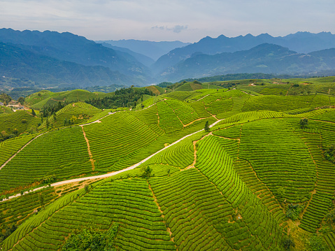 Aerial view of tea fields in China