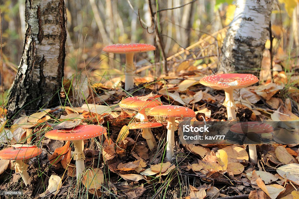 red fly agaric - Lizenzfrei Fliegenpilz Stock-Foto