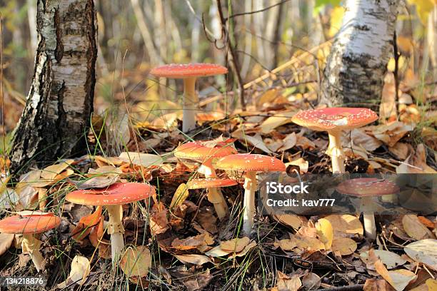 Red Fly Agaric Stockfoto und mehr Bilder von Fliegenpilz - Fliegenpilz, Grüner Knollenblätterpilz, Blatt - Pflanzenbestandteile