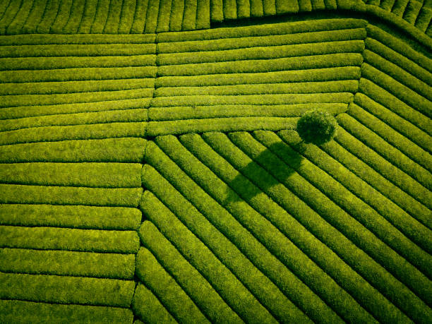 vue aérienne du champ de thé - culture du thé photos et images de collection