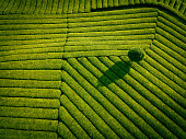 istock Aerial view of tea field 1342189104