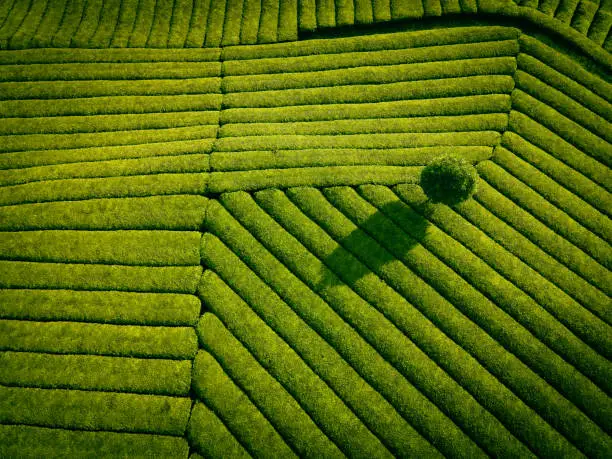 Photo of Aerial view of tea field