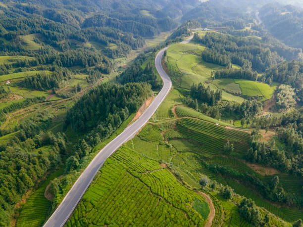 route de campagne dans la colline de campagne, chine - winding road country road lane tea crop photos et images de collection