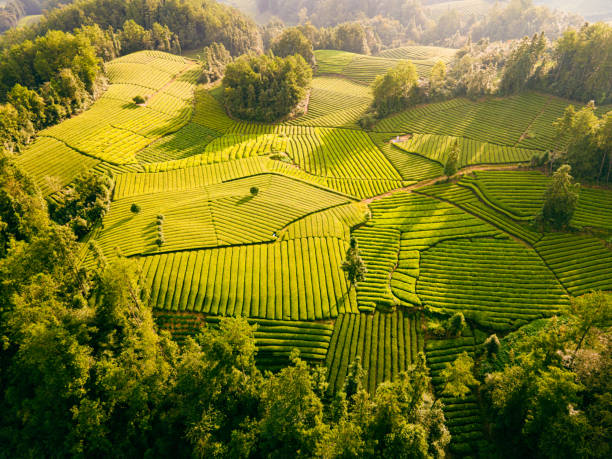 istock Aerial view of tea field 1342189132