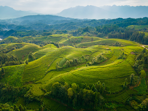 Aerial view tea farm in hill