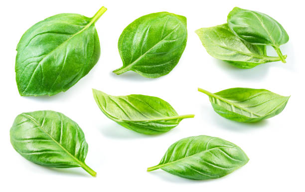 istock Set of fresh green basil leaves isolated on white background. 1342192877