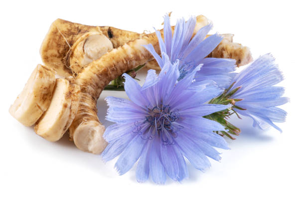 istock Chicory flowers and roots close up on the white background. 1342192968