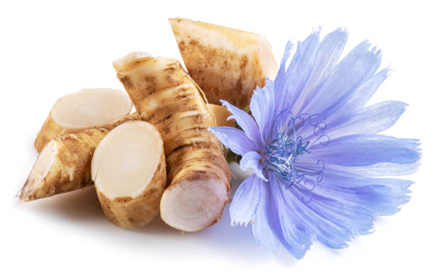 istock Chicory flowers and roots close up on the white background. 1342193015