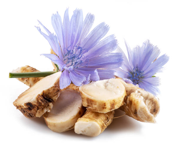 istock Chicory flowers and roots close up on the white background. 1342193041