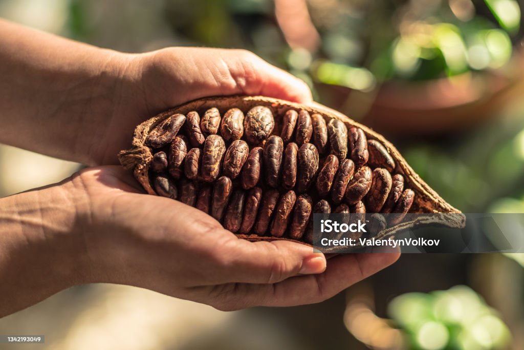 Cocoa pods with dry cocoa beans in the male hands. Nature background. Cocoa Bean Stock Photo