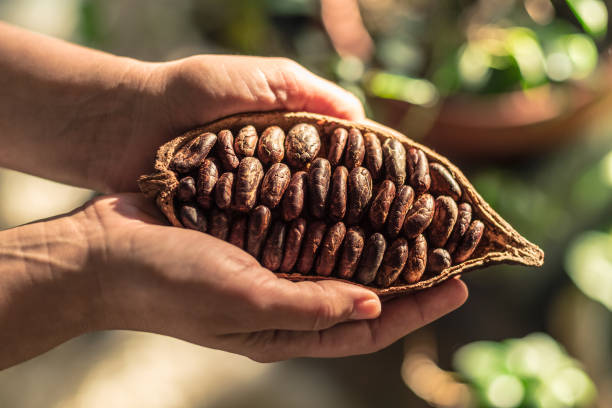 Cocoa pods with dry cocoa beans in the male hands. Nature background. stock photo