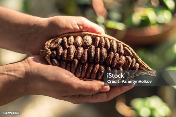 Cocoa Pods With Dry Cocoa Beans In The Male Hands Nature Background Stock Photo - Download Image Now