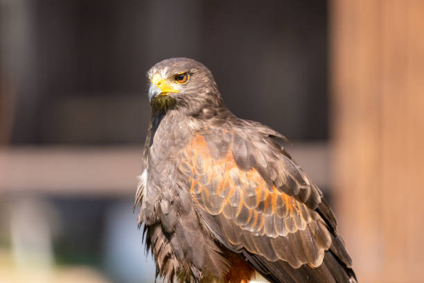 istock A portrait of an eagle at a sunny day in summer. 1342197109