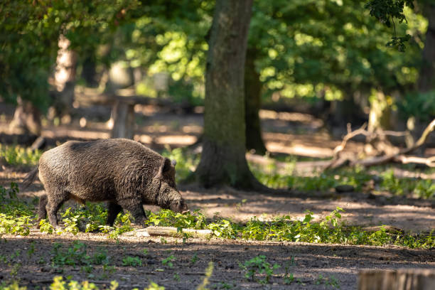 istock A wild boar walking through a forest in Hesse, Germany at a sunny day in summer. 1342197217