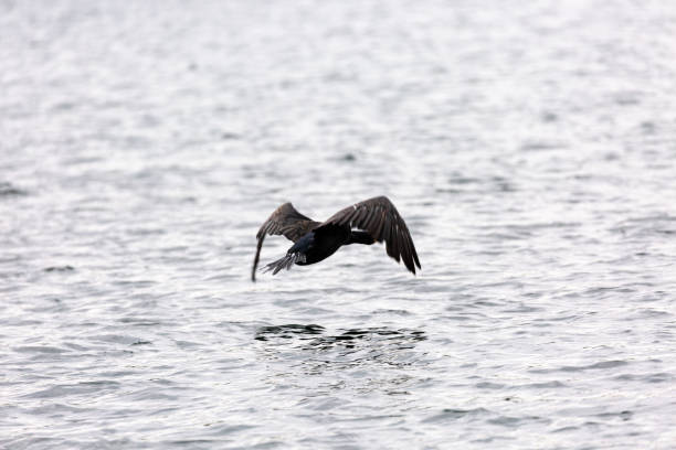 istock Cormorant fly near to the water 1342197283