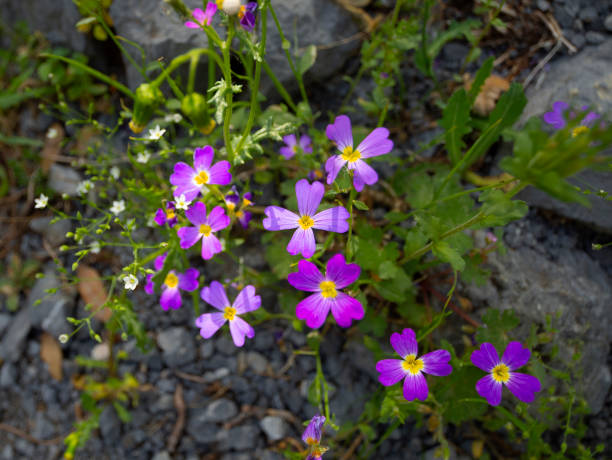 istock Wild forest flowers Malcolmia (malcolmia graeca) in the forest in Greece 1342197294