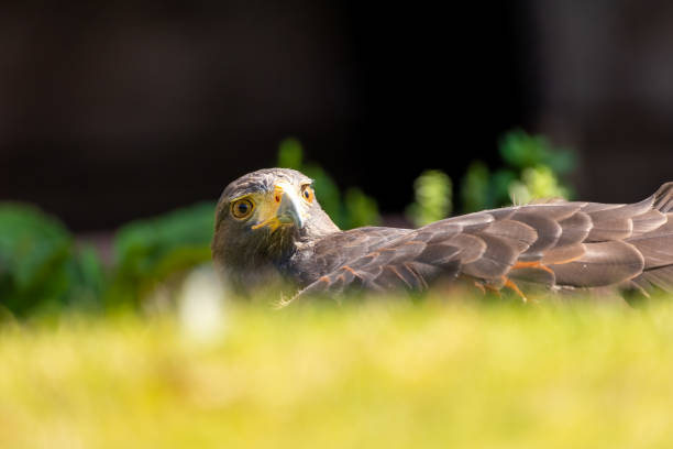 istock An eagle lying in a meadow at a sunny day in summer. 1342197860