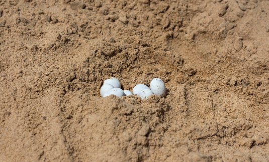 white lizard eggs found in yellow sand in bright sunlight.