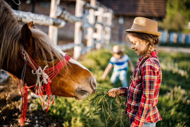 목장에서 말을 먹이는 행복한 어린 소녀. - horse child animal feeding 뉴스 사진 이미지