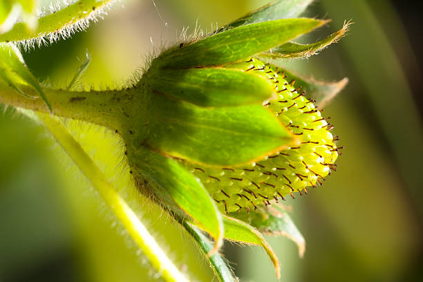 First green strawberry of the year