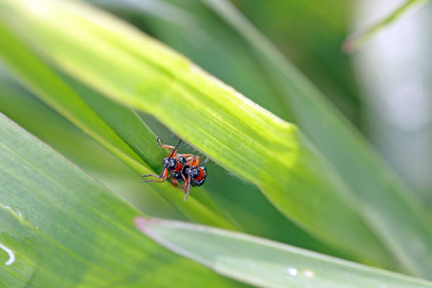 istock Cereal leaf beetle (Oulema melanopus) on the cereal leaf. It is a significant cereals pest. 1342201888