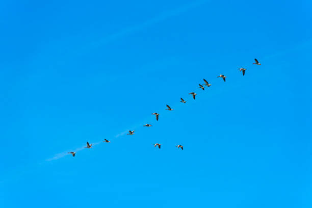 istock Geese flying in a bright blue sky in sunlight over wetland in summer, 1342201947