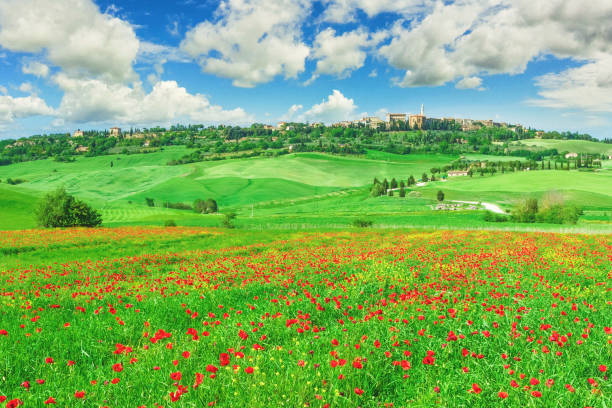 Location:  Val d'Orcia, the small town of Pienza is visible in the distance