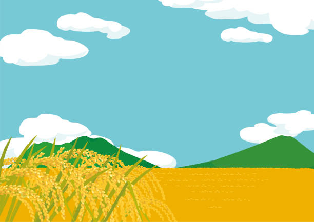 ilustrasi vektor lanskap pertanian padi. ilustrasi lanskap pedesaan - paddy ilustrasi stok