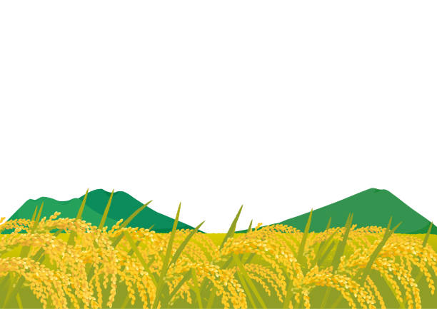 Vector illustration of rice farming landscape.Countryside landscape illustration Vector illustration of rice farming landscape.Countryside landscape illustration rice bran stock illustrations