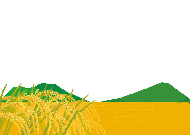 ilustrações, clipart, desenhos animados e ícones de ilustração vetorial da paisagem da agricultura de arroz. ilustração paisagística do campo - rice white rice backgrounds cereal plant