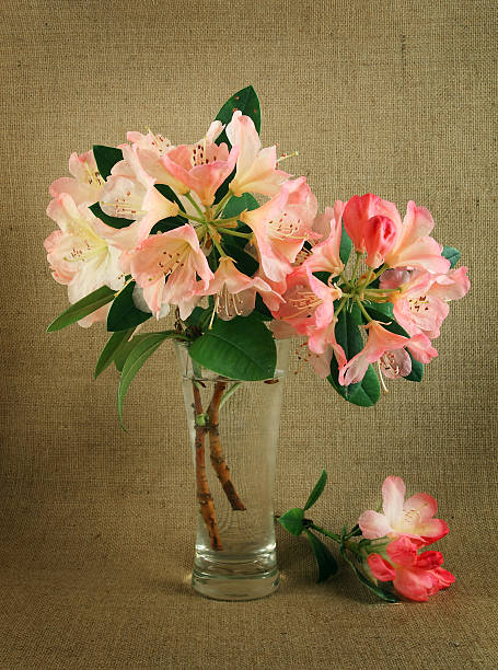 Pink Rhododendrons in a vase stock photo