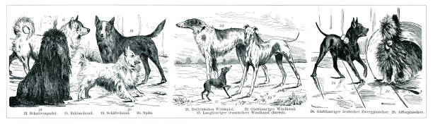 istock Poodle greyhound shepherd in a group of domestic animals dog 1342202245