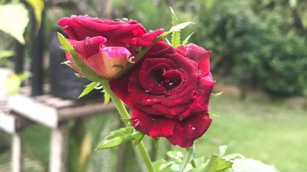 istock Red rose after rain in the morning 1342203127