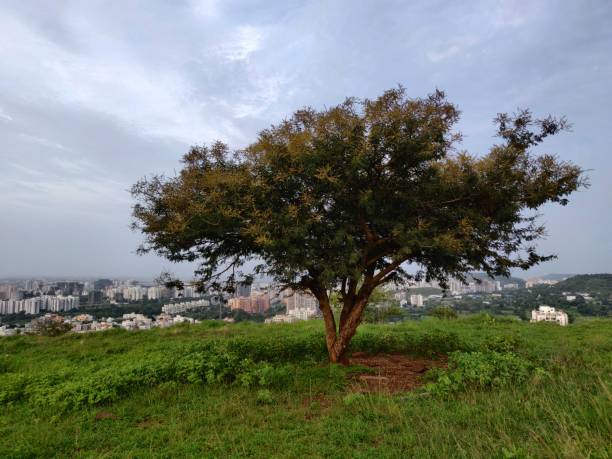 istock A single tree on a green hill with the city in the background. 1342203554