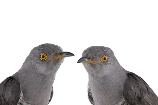 two cuckoo portrait isolated on white background. photography in studio