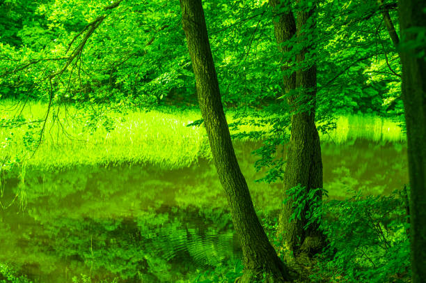 tree standing by the lake Green series