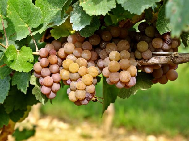 Colorful Pinot Gris grapes with a bee eats a berry below. Colorful Pinot Gris grapes just before the harvest. A bee eats a berry below. feeding grapes stock pictures, royalty-free photos & images