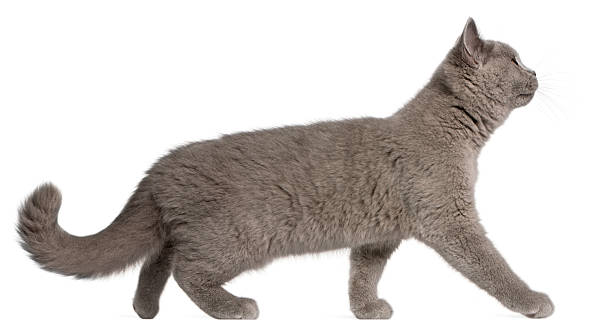 British Shorthair kitten, three months old, walking, white background.