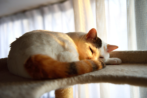 Close-up of cat sleeping in the sunset on a cat tower.