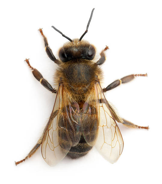 istock Female worker bee, Anthophora plumipes, white background. 134220877