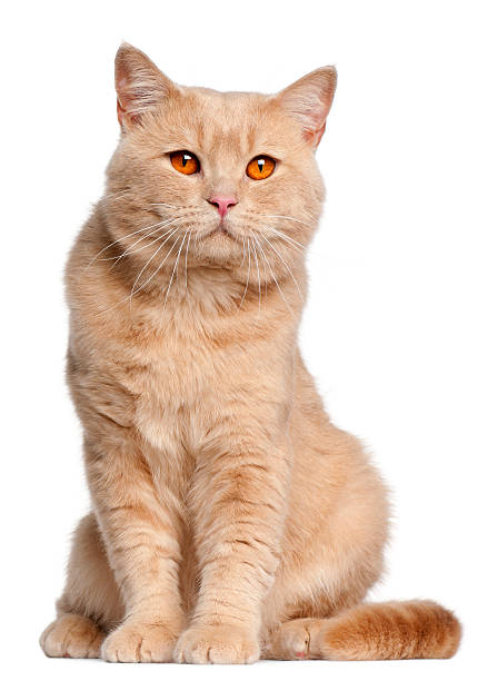 istock British Shorthair cat, one year old, sitting, white background. 134220893