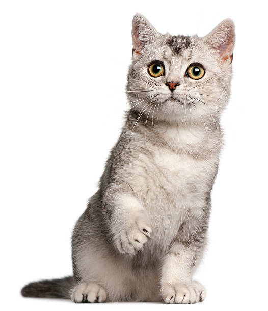 British Shorthair kitten, four months old, sitting, white background.