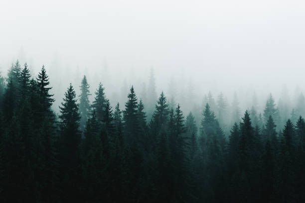 istock Morning fog over a beautiful  pine forest 1342209196