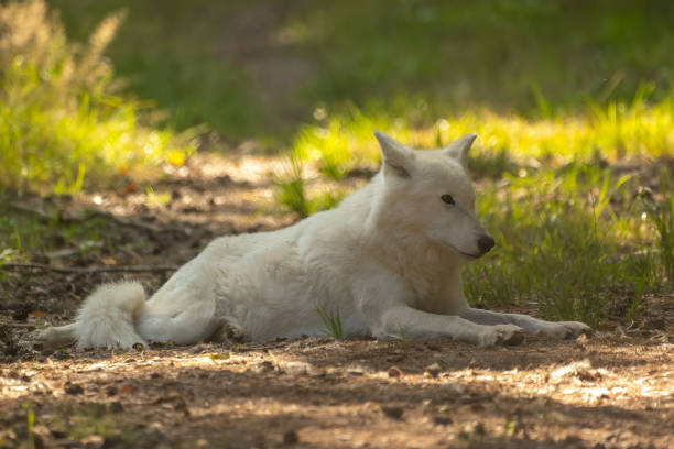 istock An arctic wolf in a little leisure park in Germany. 1342210138