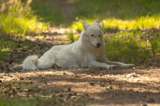 istock An arctic wolf in a little leisure park in Germany. 1342210680