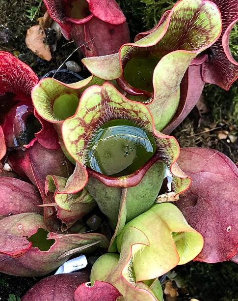 istock Aerial view of pitcher plants. 1342211007
