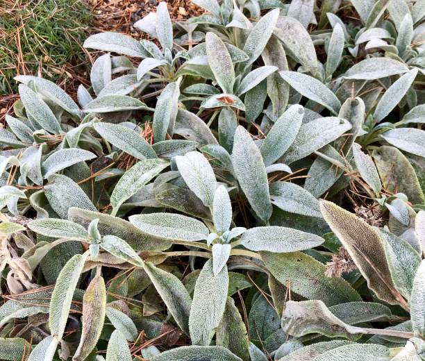 Stachys Byzantina in the garden. Fuzzy silvery lambs ears. big ears stock pictures, royalty-free photos & images